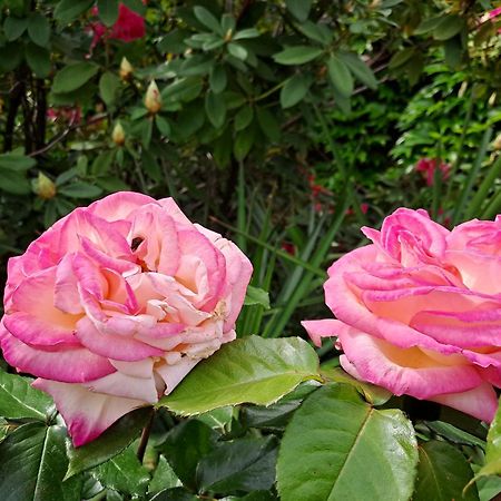 Gite 5 "Le Laurus" Aux Magnolias 欧布纳 外观 照片