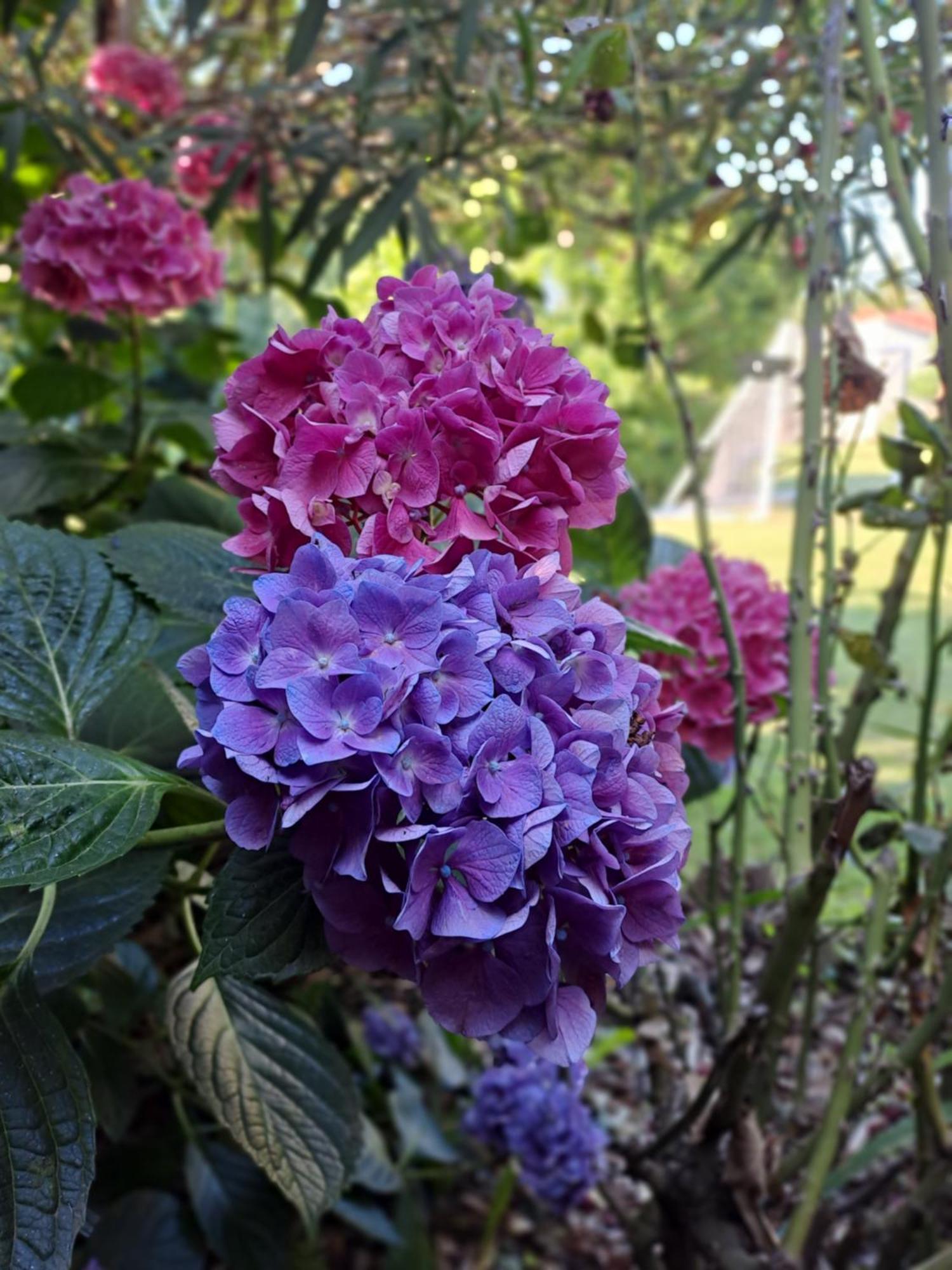 Gite 5 "Le Laurus" Aux Magnolias 欧布纳 外观 照片