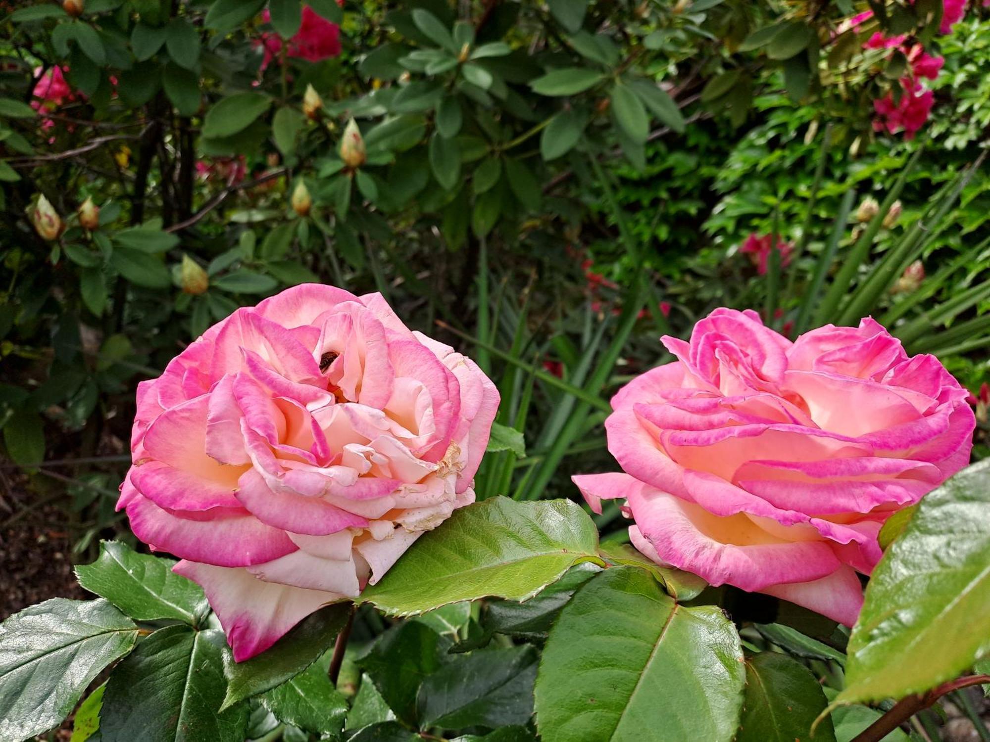 Gite 5 "Le Laurus" Aux Magnolias 欧布纳 外观 照片